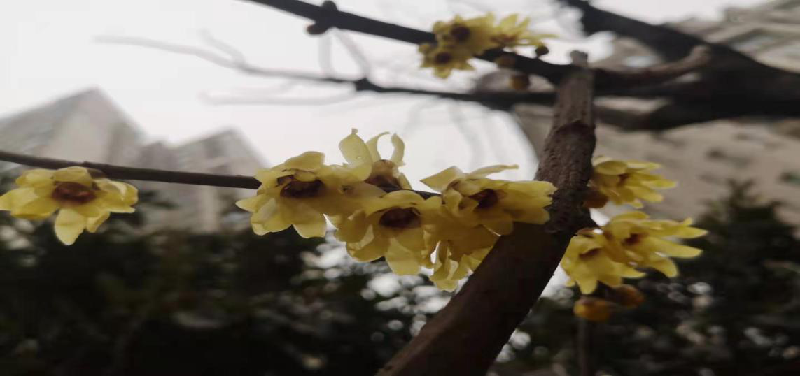 臘梅爭芳不知寒，一線抗疫綻英姿